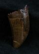 Inch Nanotyrannus (T-Rex) Tooth #1702-1